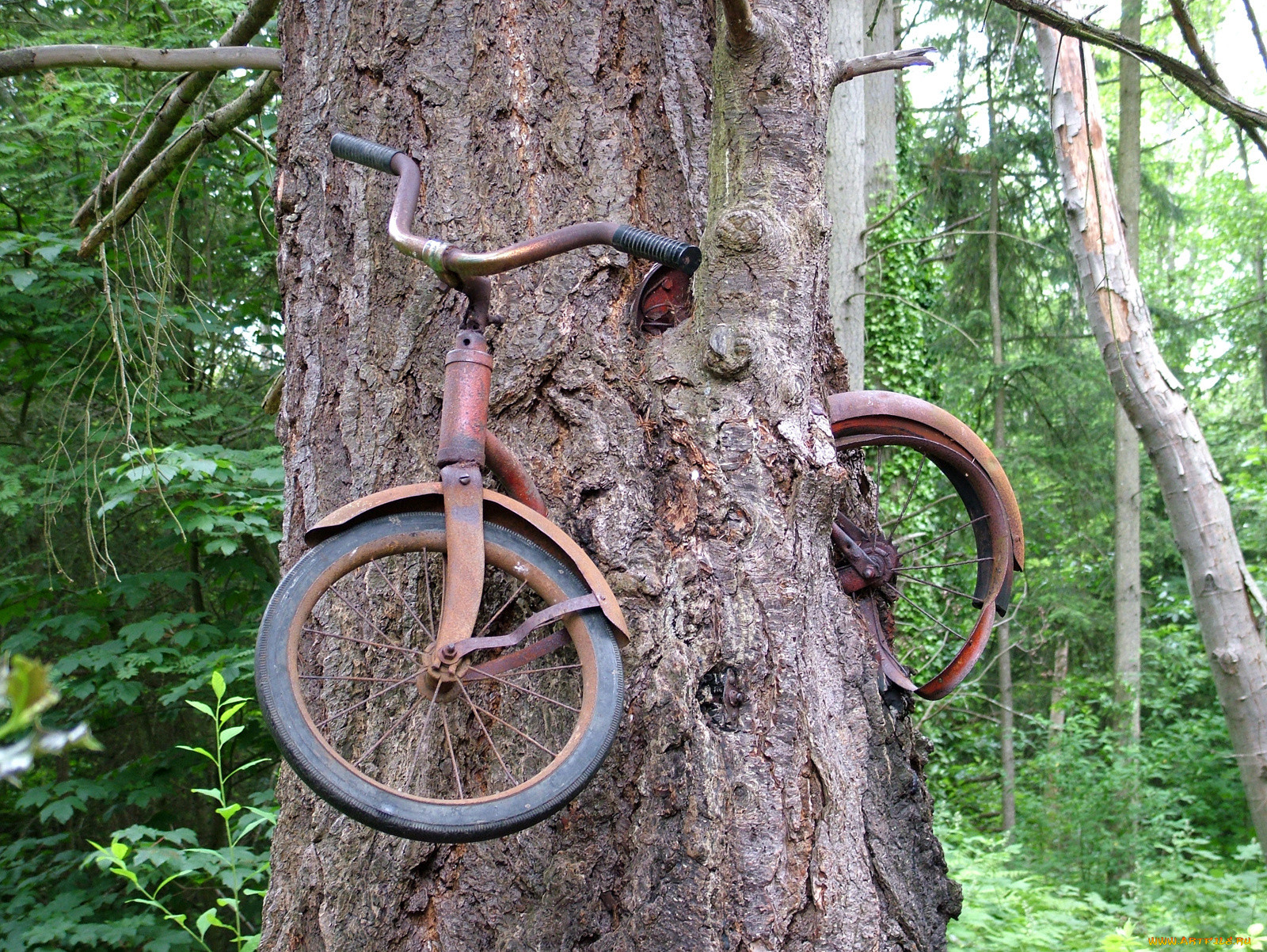 Велосипед возле дерева